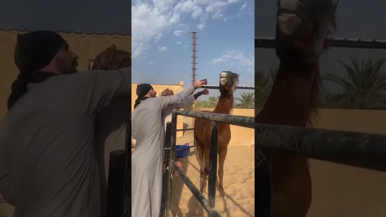 عض السيطرة و أخذ المساحة . مقتطفات من حصص المعلم أحمد الحقيل