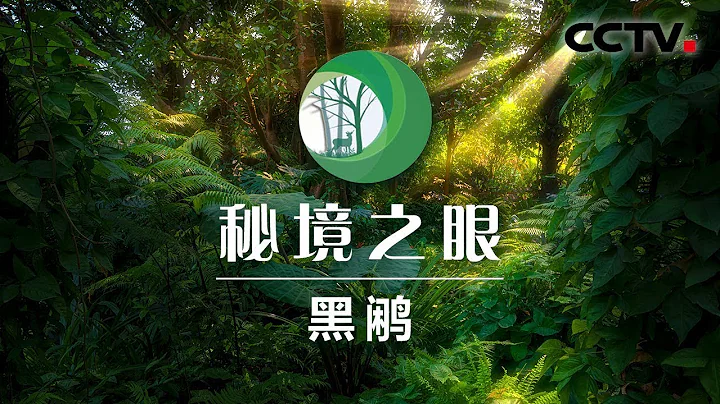 黑鷳齊聚 分工合理 開啟全新覓食之旅 | CCTV「秘境之眼」20200911 - 天天要聞