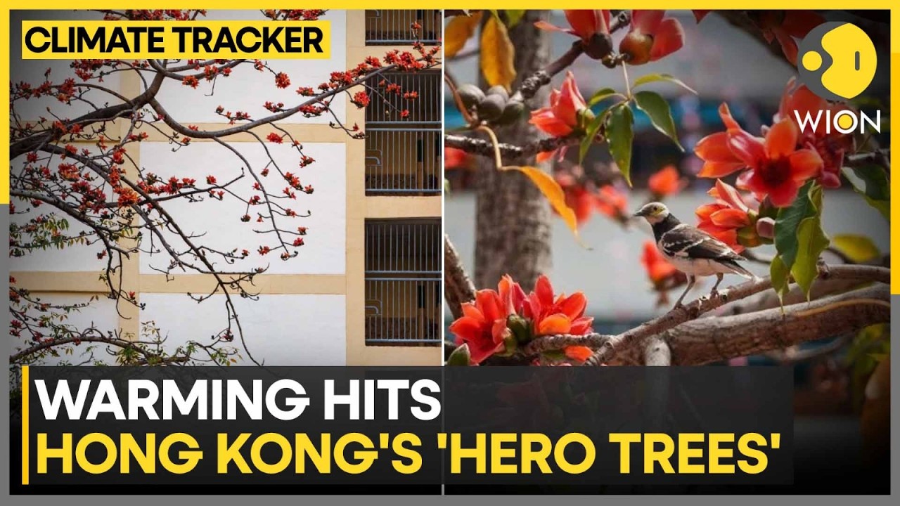 Hong Kong’s ‘Hero Trees’ Lose Their Glory As Climate Warms|  WION Climate Tracker