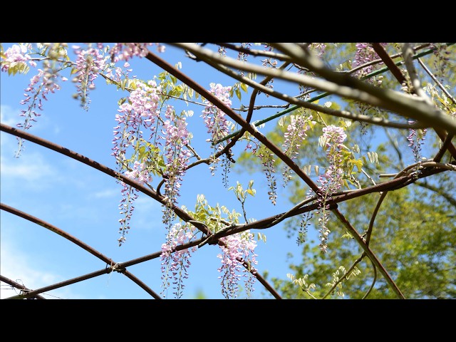 thumbnail img16x9
