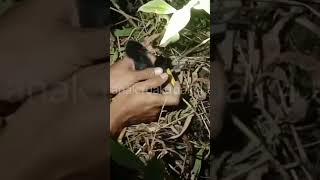 Download Lagu dapat anak ruak ruak tepat di sarangnya MP3 Download Lagu dapat anak ruak ruak tepat di sarangnya MP3