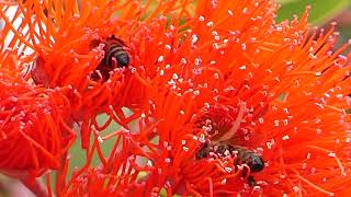 Bees on a Eucalyptus Ficifolia