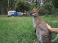 Red necked Wallaby Neck Massage