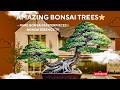 Amazing Bonsai Trees – Rare Bonsai Masterpieces | Bonsai Essence TV