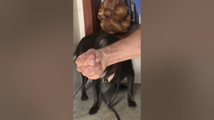 Simple Trick to Calm You Aggressive Dog in Minutes #dogwhisperer #shorts #dog #cesarmillan