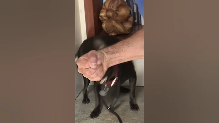 Simple Trick to Calm You Aggressive Dog in Minutes #dogwhisperer #shorts #dog #cesarmillan