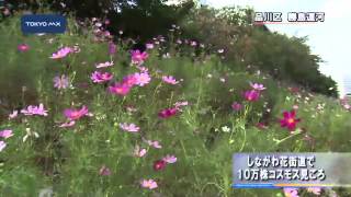 「しながわ花街道」でコスモス見ごろ