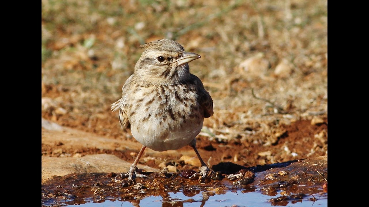Crested lark (Galerida cristata) Κατσουλιέρης - Κορυδαλλός - Σκορταλλός