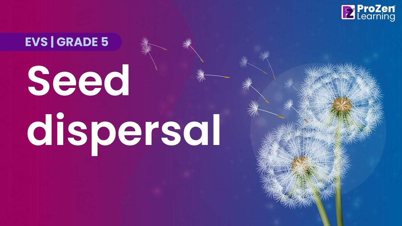 Seed Dispersal Seed Germination and Seed Dispersal Prozen learning