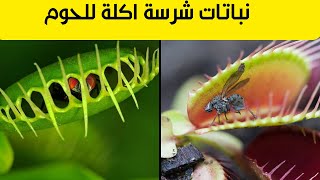 اغرب انواع النباتات اكله اللحوم