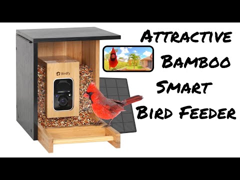 Birdfy Bamboo Mini