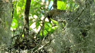 Red Shouldered Hawk Nest - March ‎30, ‎2016