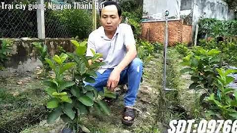 Hướng dẫn bấm đọt ổi ruby để bông và trái