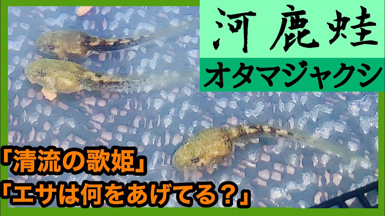 カジカガエルのオタマジャクシ 餌やり 飼育日記 Youtube