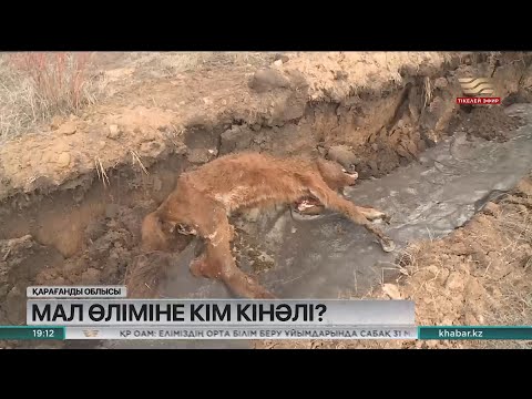 Video: Жашоосун карапайым адамдар менен байланыштырган атактуулар