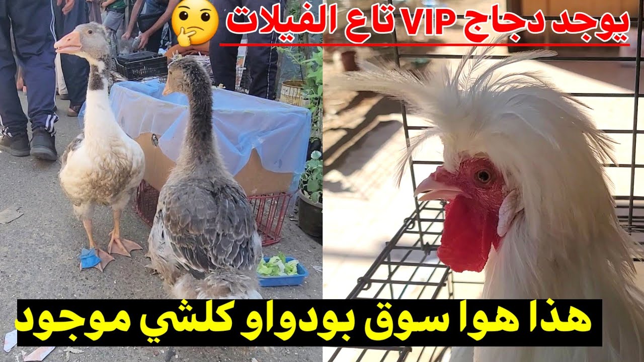 سوق بودواو : فيديو خاص بالدجاج الزينة و الوز و البط و الحمام و الأرانب إلخ .. كلشي موجود هنا مرحبا !