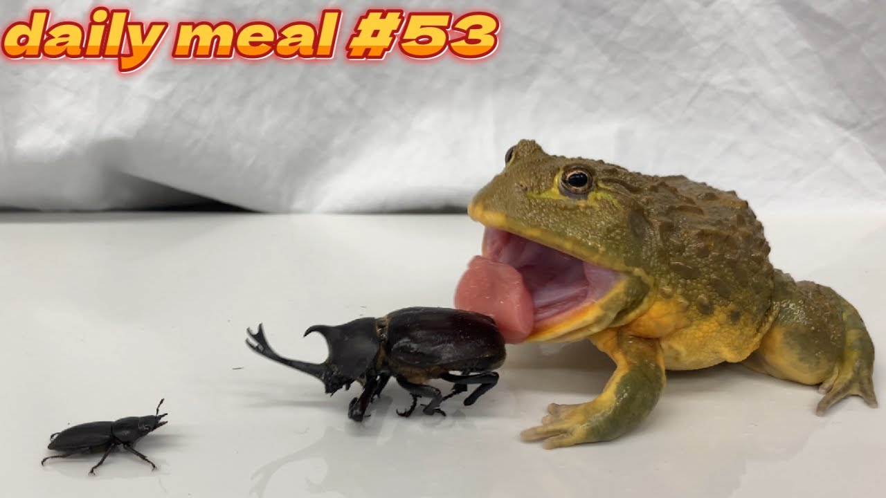 African Bullfrog Daily Meal 53 4k画質 クワガタ雌 かぶとむし Youtube