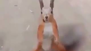 Ardilla Bailando Punta