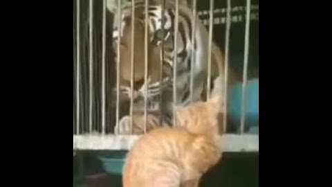 Imgur  The magic of the Internet 3