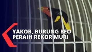 Pintar Bicara dalam 6 Bahasa, Burung Beo Ini Dapat Rekor MURI!