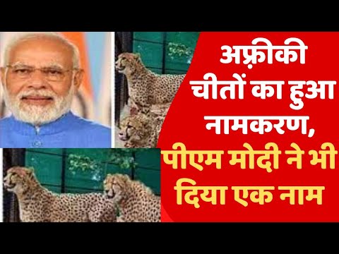 अफ़्रीकी चीतों का हुआ नामकरण ,पीएम मोदी ने भी दिया एक नाम