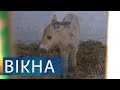 Как чувствует себя спасенный в Чернобыле жеребенок Пржевальского | Вікна-Новини