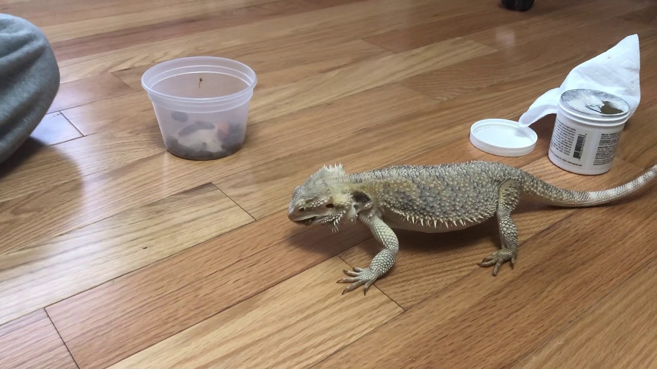 Lizard Eats Bugs Pt 3 YouTube Lizard Eats Bugs Pt 3 YouTube