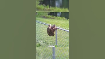 TỐC ĐỘ THẬT SỰ CỦA RÙA #facts #amazingfacts #khampha