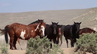 Sand Wash Basin Wild Horses-New foal