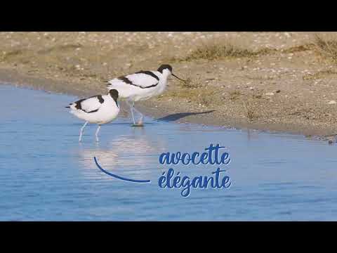 Les Saisons du marais : l'été - Life Sallina