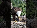 March 28, 2026 #eagles #shorts#youtubeshorts#animals#cuteanimals#animalvideo#pets#wildlife#animal