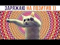 ЗАРЯЖАЮ НА ПОЗИТИВ!))) Приколы с котами | Мемозг 955