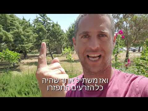 וִידֵאוֹ: תורמוס כסופרת (16 תמונות): כיצד לזרוע תורמוס חד-צר, לבן וסוגים אחרים?