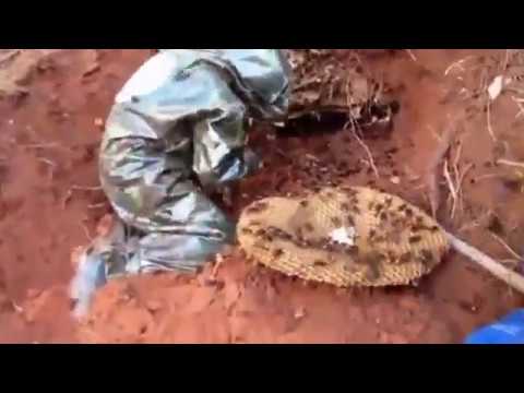 Огромные шершни Giant Hornet hive inside soil