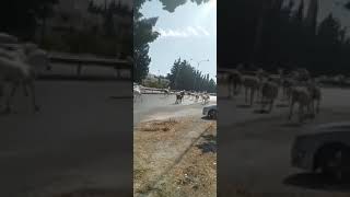 اندلاع حريق داخل الإسطبلات في عمّان والخيول هربت