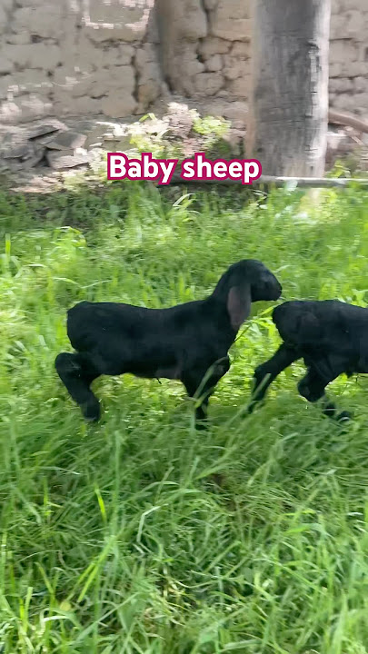 Two baby sheep #sheepfarming