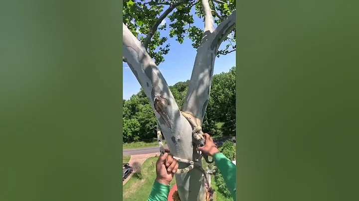 Insanely Satisfying Tree Cutting with Chainsaw #214