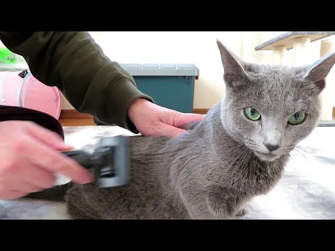 【ロシアンブルー】のブラッシング