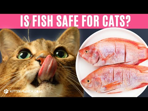 Video: Waarom eet een kat vis?