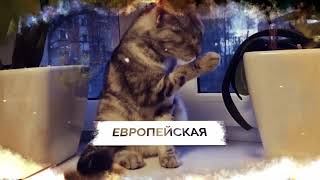 Кельтская Кошка