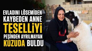 Evladını Lösemiden Kaybeden Anne, Teselliyi Peşinden Ayrılmayan Kuzuda Buldu