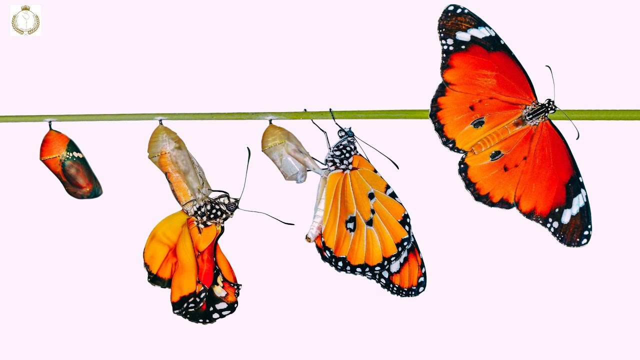 THE STAGES OF SPIRITUAL AWAKENING (Part 2: Let's Talk About Love series)