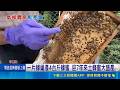 基隆土蜂蜜大豐收! 梅雨晚報到蜜產量翻倍  梅雨季亂蜂農! 南部龍眼蜜減產 不到往年2成│記者 鮑琇微 黃政杰 林俊華｜三立新聞LIVE