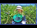 미국인 아내와 블루베리 농장에 다녀왔어요 | Blueberry Farm Experience in Korea |국제커플 | 🇰🇷🇺🇸