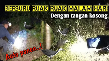 Berburu ruak ruak dimalam hari dengan tangan kosong seru..gokil..