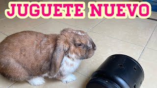 JUGUETE PARA CONEJO by Vida de un conejo 729 views 1 day ago 5 minutes, 6 seconds