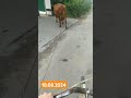 вітаю сьогодні перепала мені така робота так як неділя🐄🥛