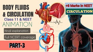 Body fluids & circulation ANIMATION(HINDI) PART-3|HEART-Structure, Circulation|class11 #NEET #heart