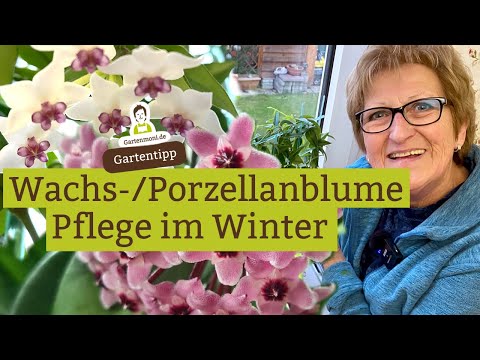 Video: Dezember (Blume): Anzeichen und Pflege für Zimmerblumen