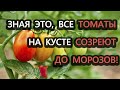 Не бойтесь холодов! С этим приемом все томаты на кусте успеют созреть!!!